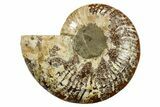 Cut & Polished Ammonite Fossil (Half) - Madagascar #282580-1